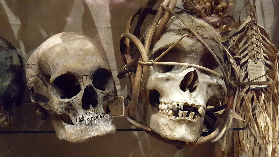 Skulls displayed in glass cabinets in The Pitt Rivers Museum